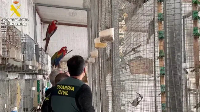 Intervienen más de 500 ejemplares de aves exóticas protegidas en una vivienda de Cádiz