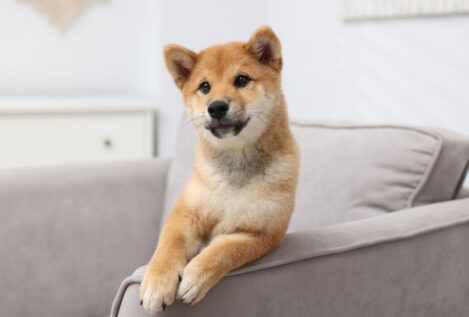 La Ley de Propiedad Horizontal lo aclara: la comunidad puede prohibir a tu mascota el paso por zonas comunes