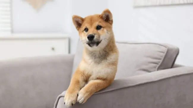 La Ley de Propiedad Horizontal lo aclara: la comunidad puede prohibir a tu mascota el paso por zonas comunes