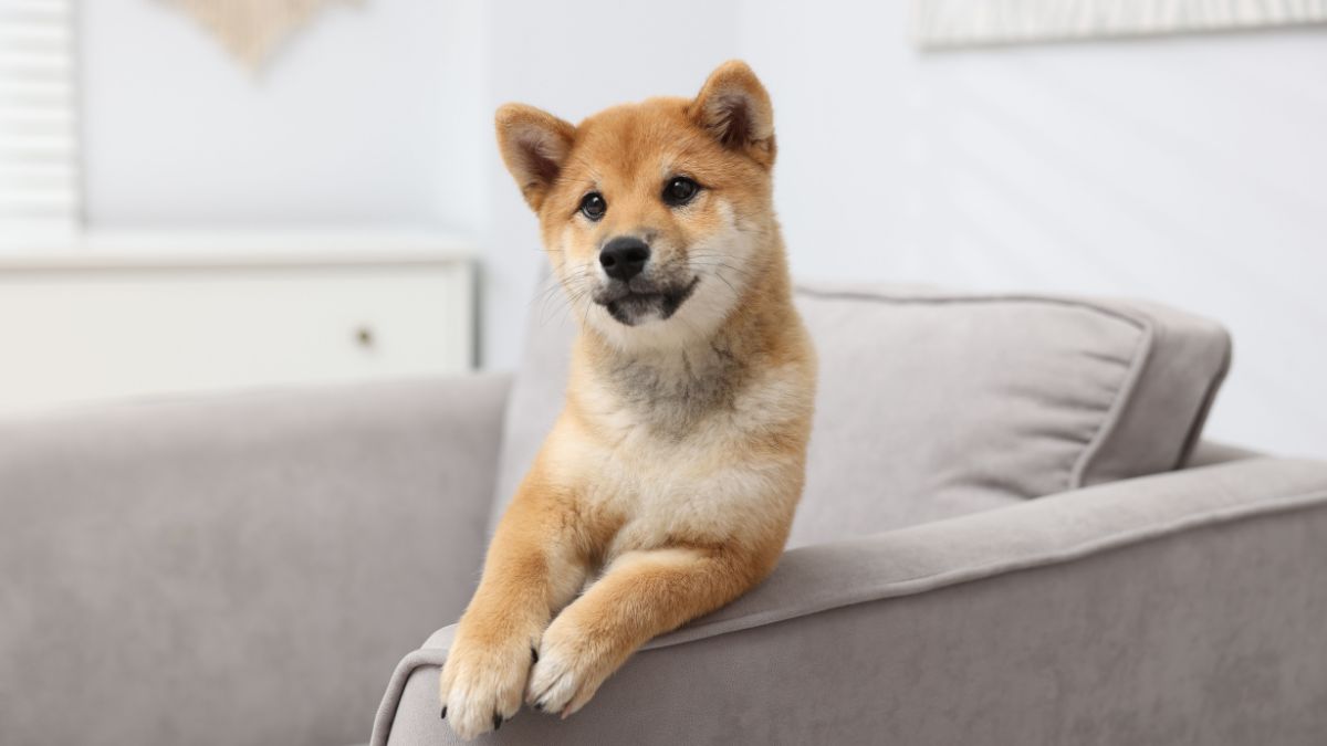 La Ley de Propiedad Horizontal lo aclara: la comunidad puede prohibir a tu mascota el paso por zonas comunes