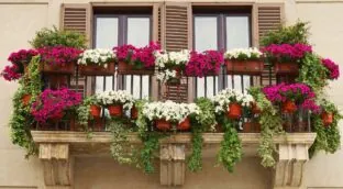 El Código Civil lo confirma: tu vecino puede obligarte a podar tus plantas si tapan su vista o invaden su balcón