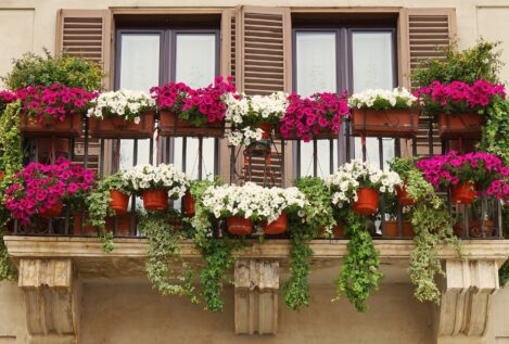 El Código Civil lo confirma: tu vecino puede obligarte a podar tus plantas si tapan su vista o invaden su balcón