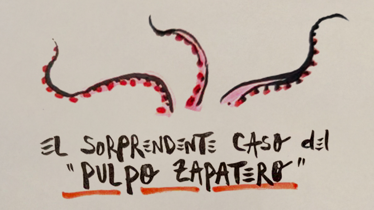 La viñeta animada sobre... el sorprendente caso del 'pulpo Zapatero'