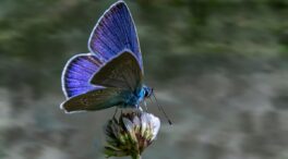 Viktor Frankl, psiquiatra: «La felicidad es como una mariposa. Cuando la persigues, huye; y si vuelves la atención a otras cosas, ella viene»