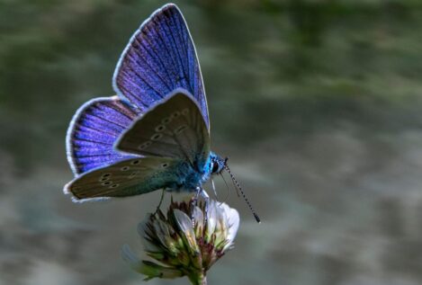 Viktor Frankl, psiquiatra: «La felicidad es como una mariposa. Cuando la persigues, huye; y si vuelves la atención a otras cosas, ella viene»
