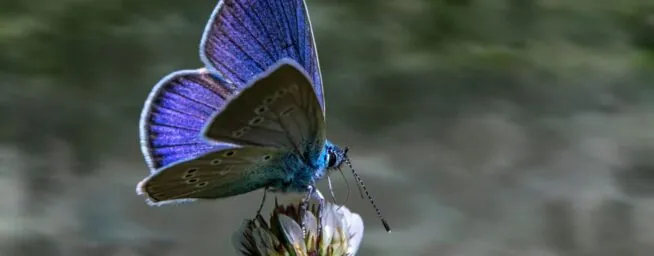 Viktor Frankl, psiquiatra: «La felicidad es como una mariposa. Cuando la persigues, huye; y si vuelves la atención a otras cosas, ella viene»