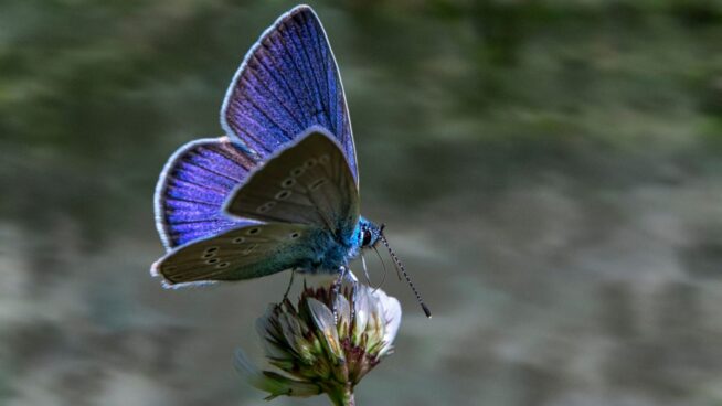 Viktor Frankl, psiquiatra: «La felicidad es como una mariposa. Cuando la persigues, huye; y si vuelves la atención a otras cosas, ella viene»