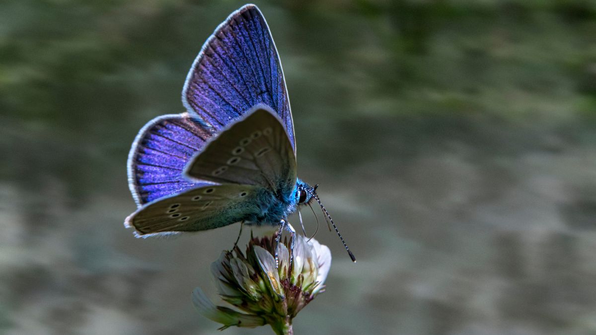 Viktor Frankl, psiquiatra: «La felicidad es como una mariposa. Cuando la persigues, huye; y si vuelves la atención a otras cosas, ella viene»