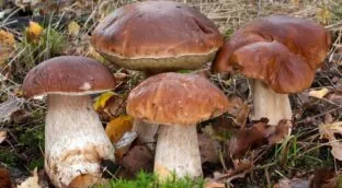 Carpaccio de boletus: receta con setas silvestres (y el vino que las acompaña)