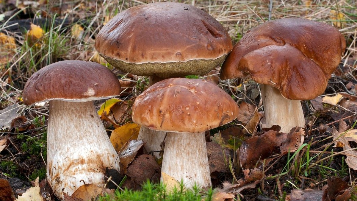 Carpaccio de boletus: receta con setas silvestres (y el vino que las acompaña)