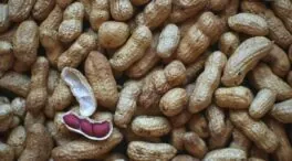 Las bacterias de la saliva pueden ayudar a reducir las reacciones alérgicas al cacahuete