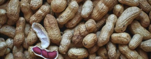 Las bacterias de la saliva pueden ayudar a reducir las reacciones alérgicas al cacahuete