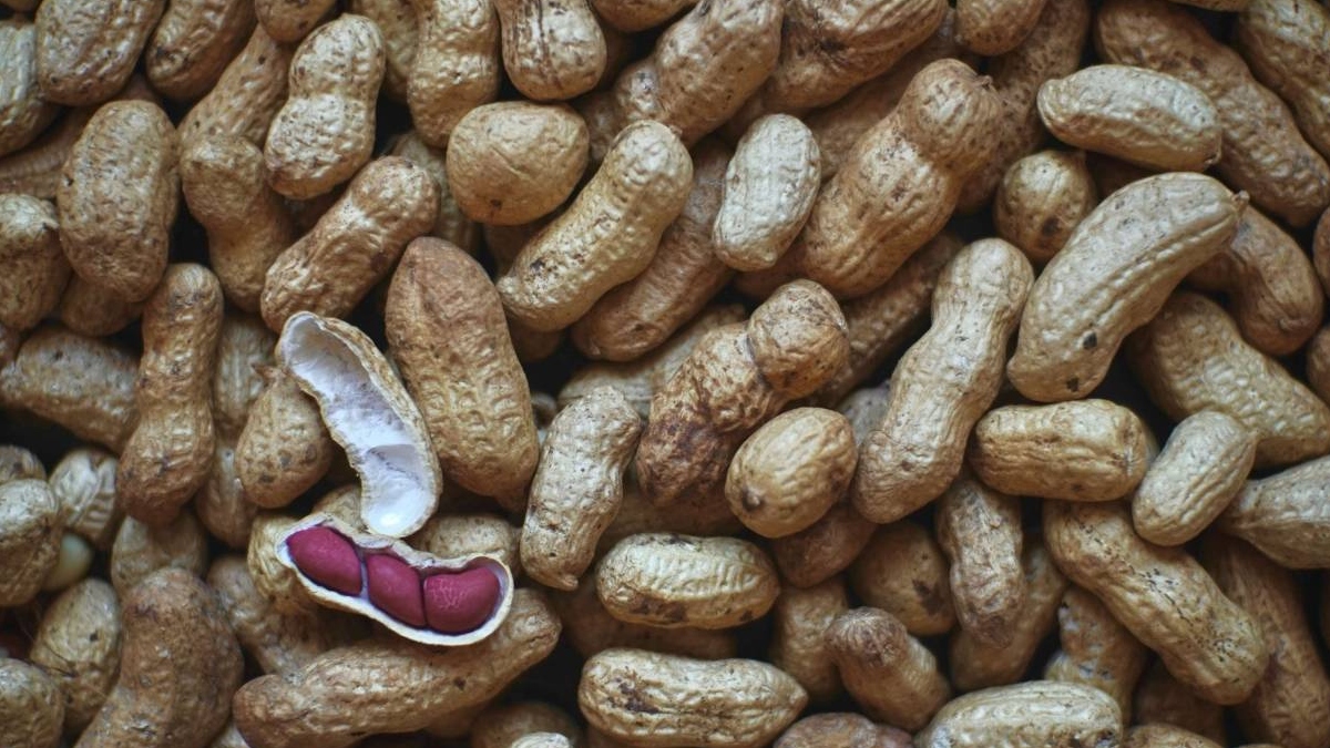 Las bacterias de la saliva pueden ayudar a reducir las reacciones alérgicas al cacahuete