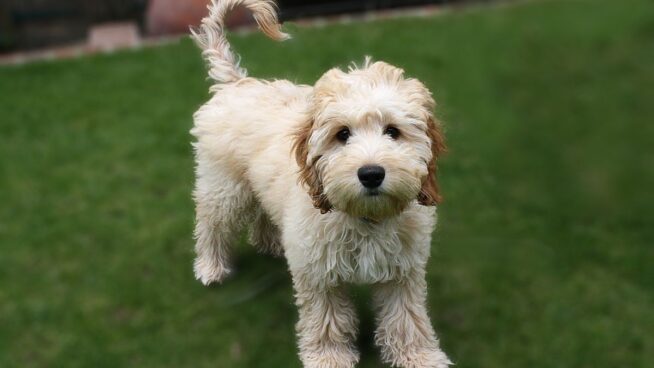 Los perros mestizos presentan más problemas de conducta que los de raza, según un estudio