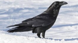Los lobos matan, pero los cuervos se acuerdan del lugar y vuelven para alimentarse