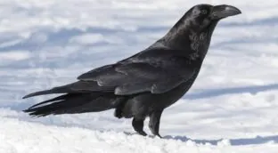 Los lobos matan, pero los cuervos se acuerdan del lugar y vuelven para alimentarse