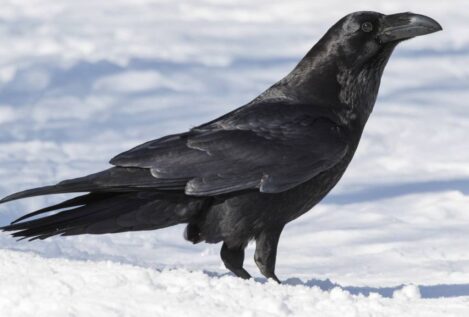 Los lobos matan, pero los cuervos se acuerdan del lugar y vuelven para alimentarse