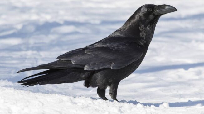 Los lobos matan, pero los cuervos se acuerdan del lugar y vuelven para alimentarse