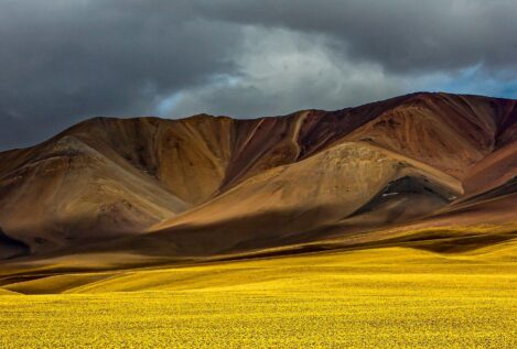 No puedes cortar todas las flores
