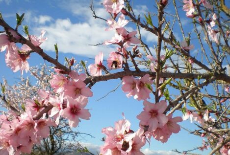 El secreto de las flores: ¿cómo saben las plantas que ha llegado la primavera?