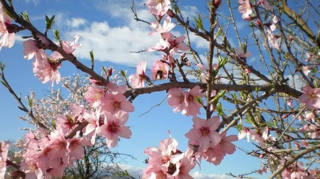 El secreto de las flores: ¿cómo saben las plantas que ha llegado la primavera?