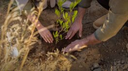 Arabia Saudí celebra el Saudi Green Initiative Day tras restaurar un millón de hectáreas