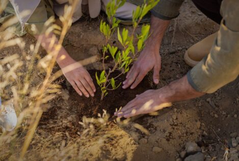 Arabia Saudí celebra el Saudi Green Initiative Day tras restaurar un millón de hectáreas