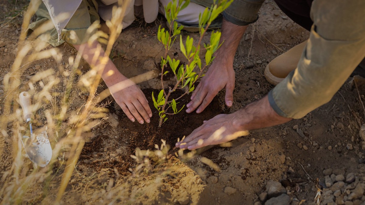 Arabia Saudí celebra el Saudi Green Initiative Day tras restaurar un millón de hectáreas