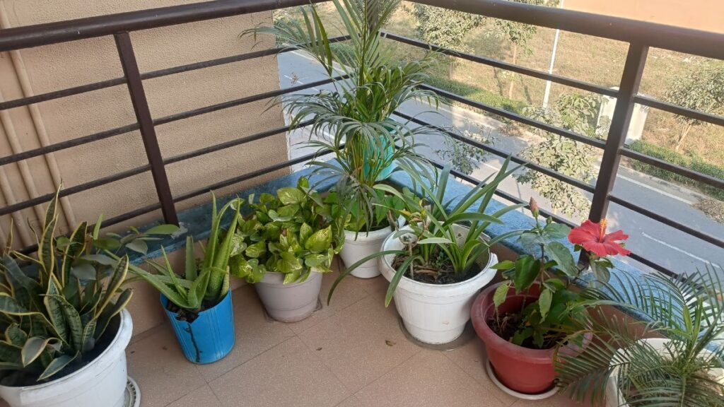 Plantas en una terraza