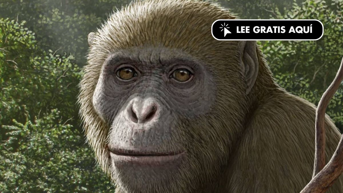 Un fósil de una nueva especie hallada en Egipto redefine el origen de los simios modernos