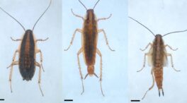 Desvelan el mecanismo de genes clave en la regulación de la metamorfosis de los insectos