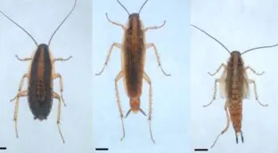 Desvelan el mecanismo de genes clave en la regulación de la metamorfosis de los insectos