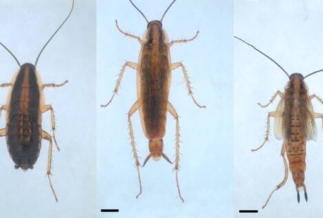 Desvelan el mecanismo de genes clave en la regulación de la metamorfosis de los insectos