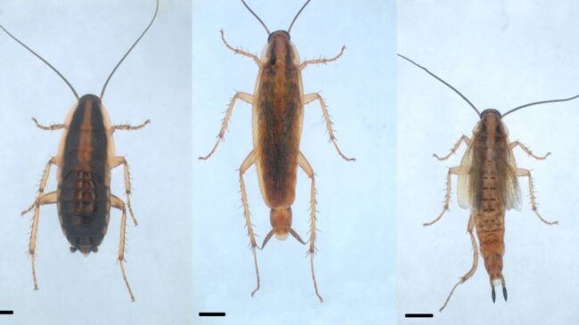 Desvelan el mecanismo de genes clave en la regulación de la metamorfosis de los insectos