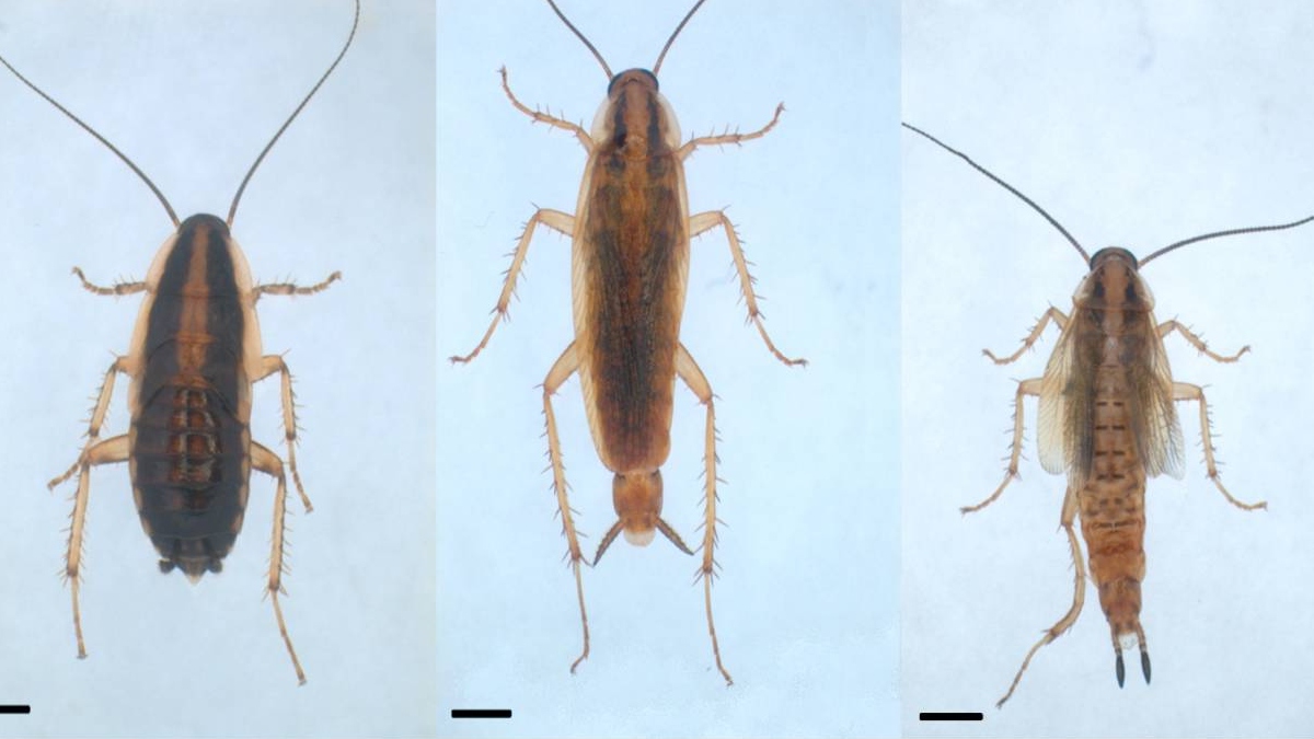 Desvelan el mecanismo de genes clave en la regulación de la metamorfosis de los insectos