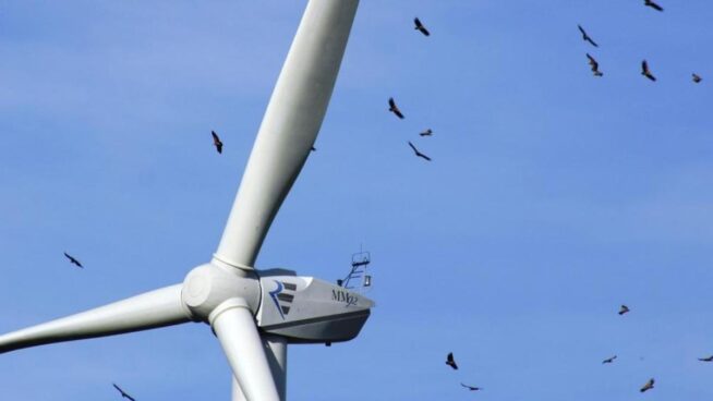 Ribera obligó a frenar un plan para aves en extinción que era incompatible con Forestalia