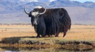 Un gen de supervivencia a las grandes altitudes podría ayudar a revertir el daño nervioso