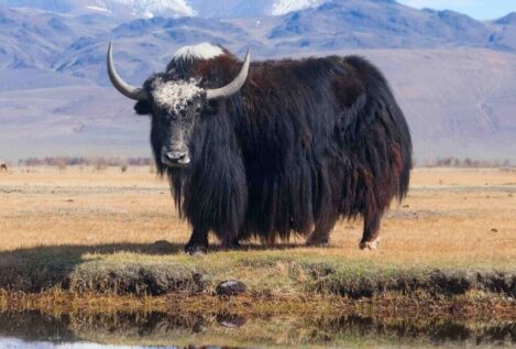 Un gen de supervivencia a las grandes altitudes podría ayudar a revertir el daño nervioso