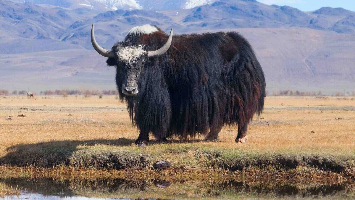 Un gen de supervivencia a las grandes altitudes podría ayudar a revertir el daño nervioso