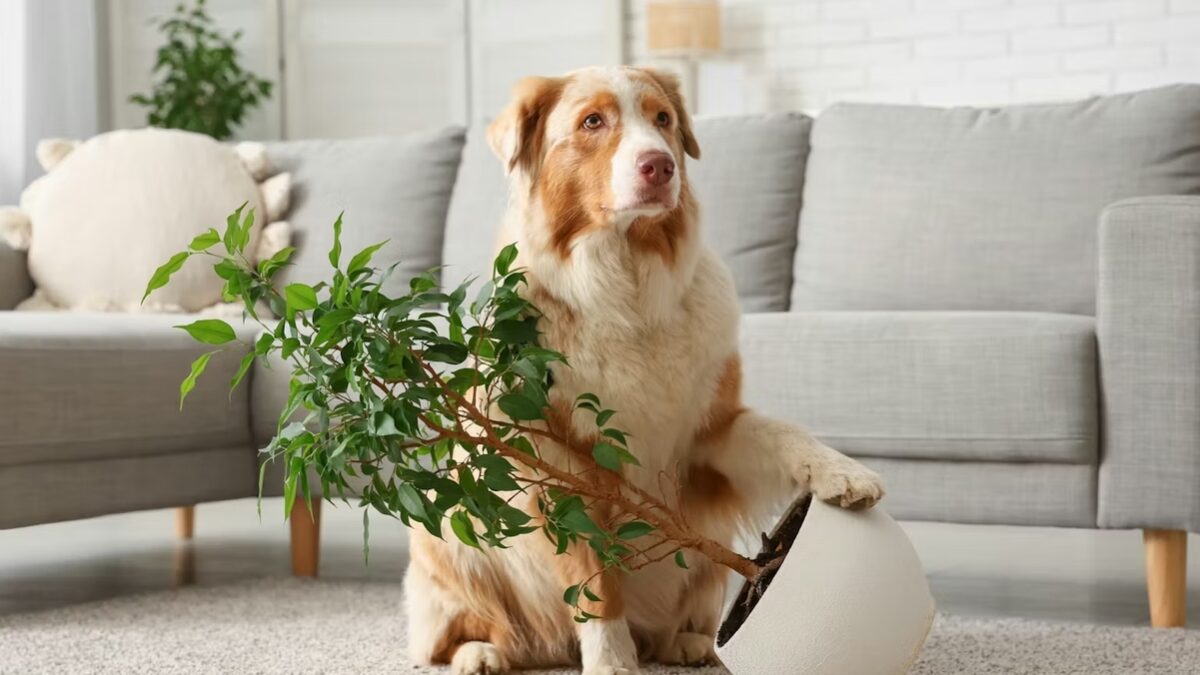 Así afectan las plantas y los perros a la calidad del aire de nuestras casas