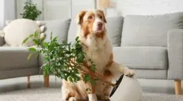 Así afectan las plantas y los perros a la calidad del aire de nuestras casas