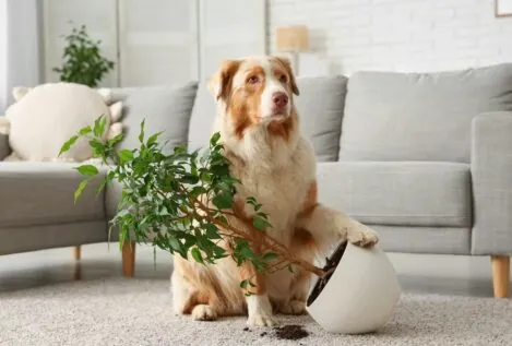Así afectan las plantas y los perros a la calidad del aire de nuestras casas