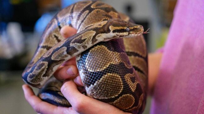 Las pitones poseen un compuesto supresor del hambre que podría ser clave para perder peso