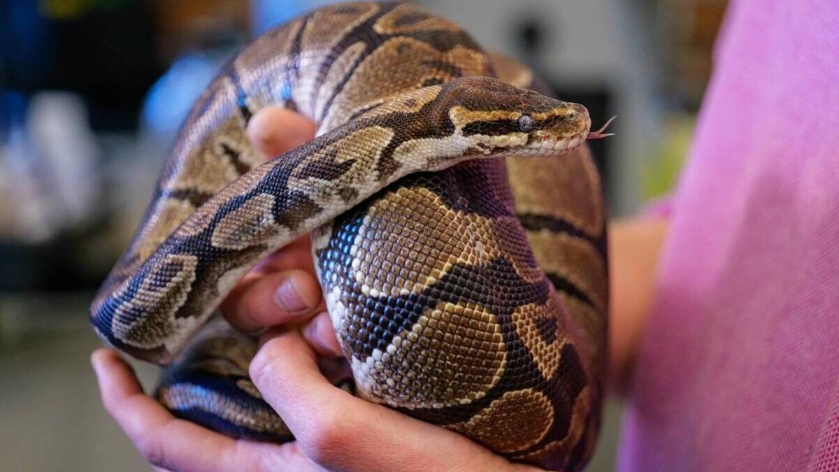 Las pitones poseen un compuesto supresor del hambre que podría ser clave para perder peso
