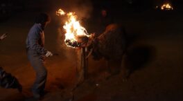 Pacma contra de la declaración del Toro Jubilo de Medinaceli como Bien de Interés Cultural