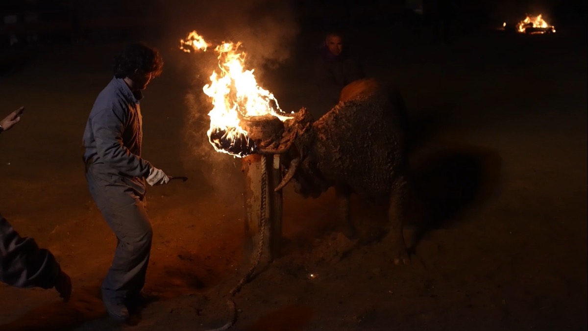 PACMA contra de la declaración del Toro Jubilo de Medinaceli como Bien de Interés Cultural