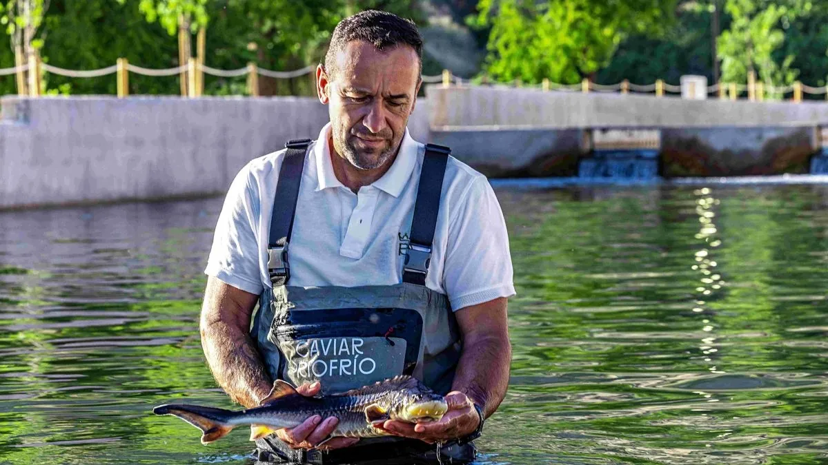 Riofrío, de cerca y en Granada, permite visitar la producción del primer caviar ecológico