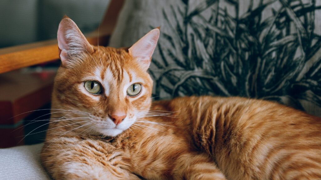 Gato naranja tumbado