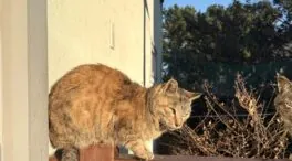 Si tu gato se pasea por el patio interior común de tu vecindario, la comunidad puede denunciarte por el Artículo 9.1 de la LPH