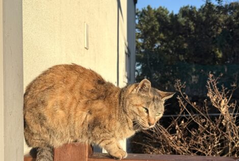 Si tu gato se pasea por el patio interior común de tu vecindario, la comunidad puede denunciarte por el Artículo 9.1 de la LPH